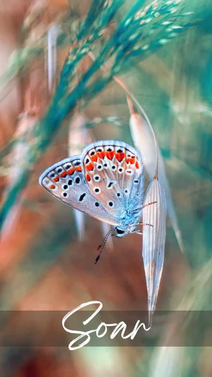 Butterflies with Free Activities