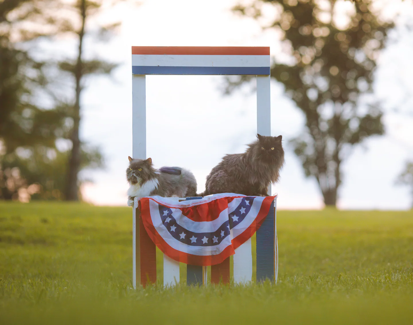 4th of July parade of cats