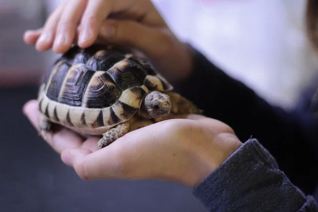 Student holding a turtle